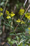 Common sneezeweed